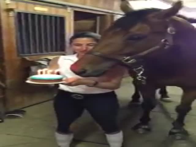 Horse Blows Out His Birthday Candles 