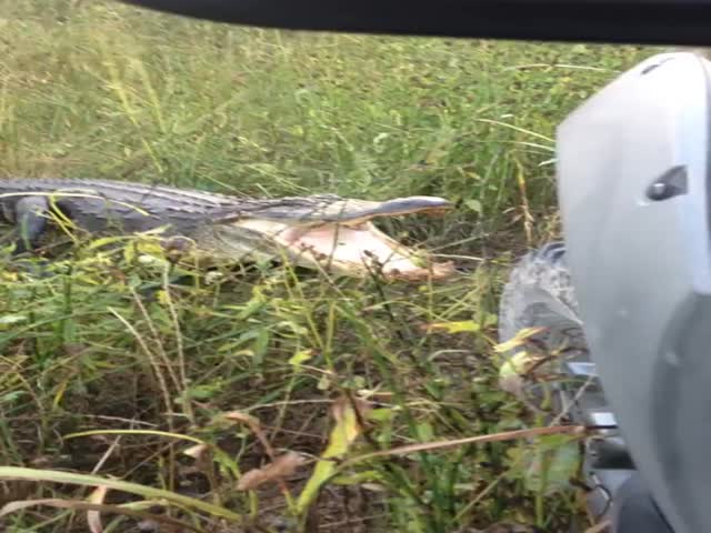 Alligator Takes on a Truck in Surprise Attack  (VIDEO)
