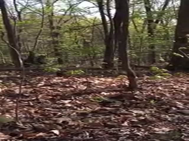 Wild Bobcat Stalks His Prey in the Forest  (VIDEO)