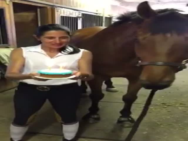 Horse Joins in on His Own Birthday Fun  (VIDEO)