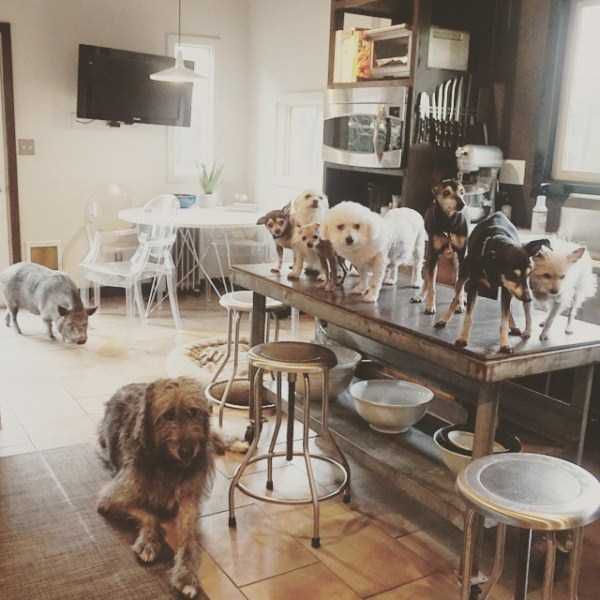 The Man Who Turned His House into an Animal Shelter