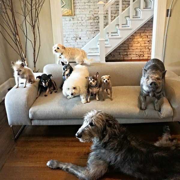 The Man Who Turned His House into an Animal Shelter