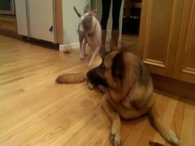 German Shepard Guards his new Lobster Friend with His Life  (VIDEO)