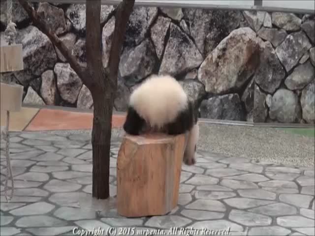 Adorable Baby Panda Sticks to Zookeeper Like Glue  (VIDEO)