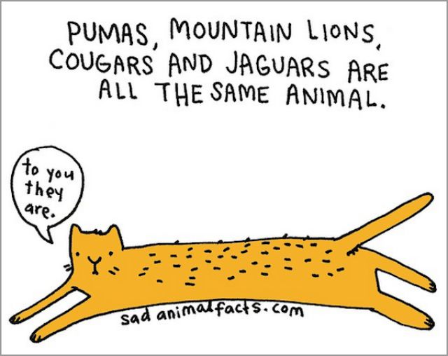 Humorous Illustrations of Sad Animal Facts