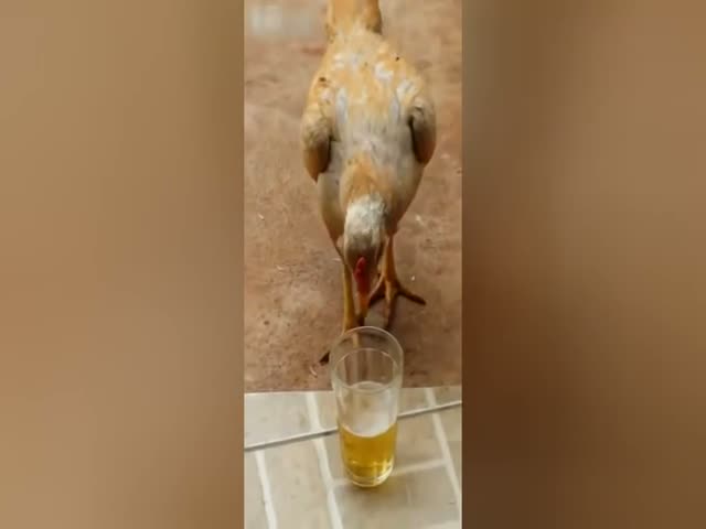 This Chicken Definitely Has a Drinking Problem  (VIDEO)