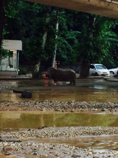 Flooding Causes Zoo Animals Flee the Tbilisi Zoo