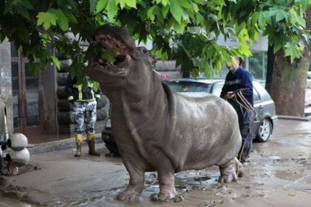 Flooding Causes Zoo Animals Flee the Tbilisi Zoo