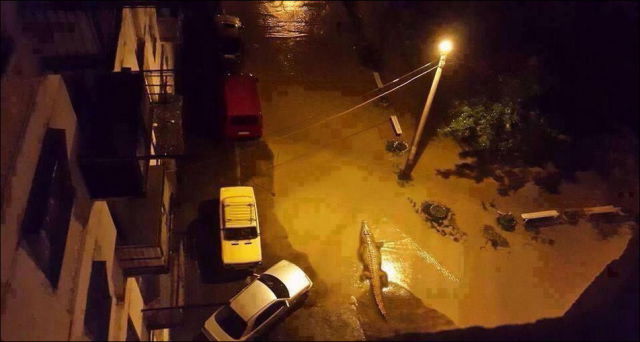 Flooding Causes Zoo Animals Flee the Tbilisi Zoo