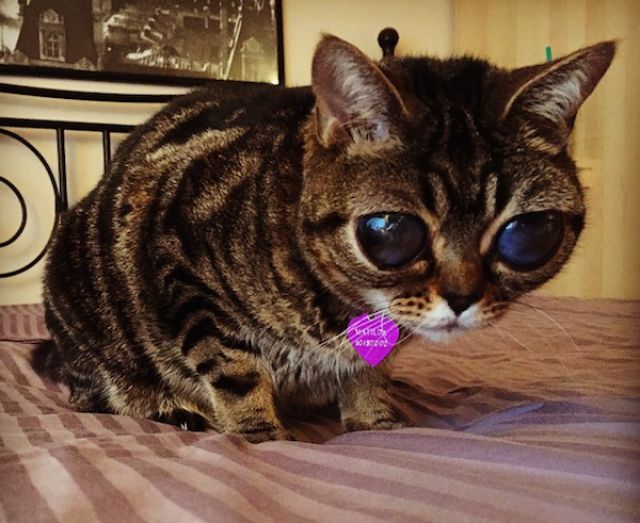 The Cat with the Alien Eyes