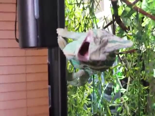 This Chameleon Doesn’t Like to Be Woken Up  (VIDEO)