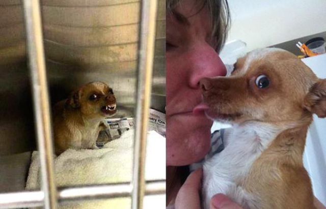 You Can Tell by Their Faces That These Animals Are Super Happy about Being Adopted