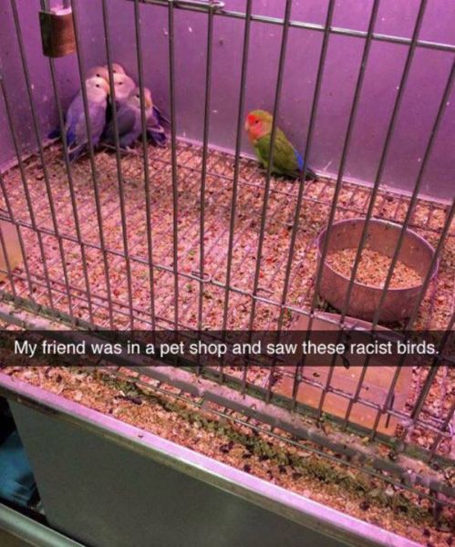 Birds That Are Huge Jerks