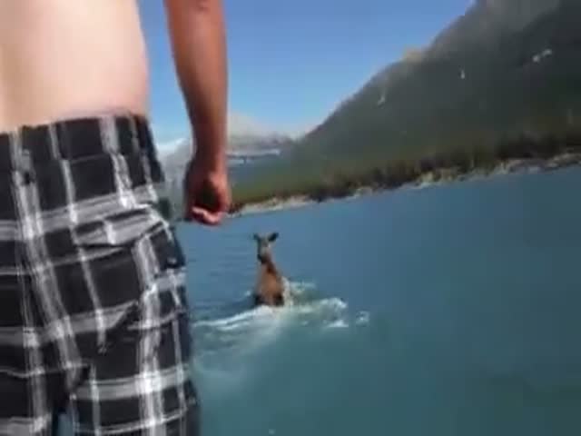 Drunk Idiot Rides a Moose  (VIDEO)