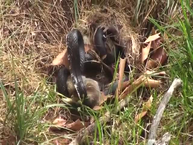 Snake Stumbled Upon Some Badass Rabbit