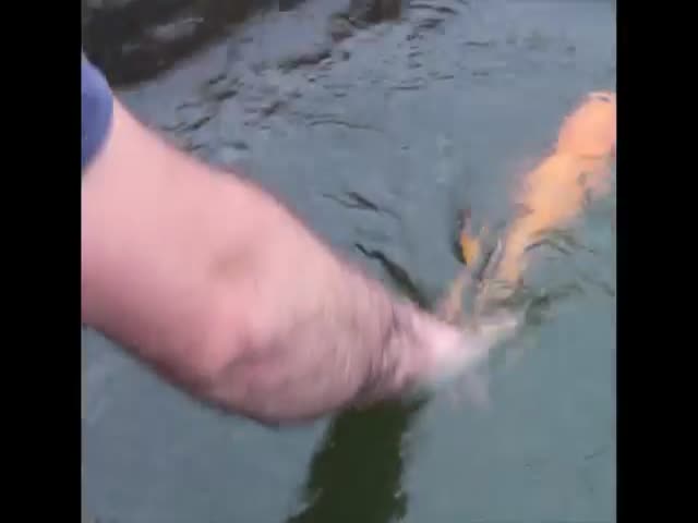 Fish Plays Fetch Just like a Dog Would