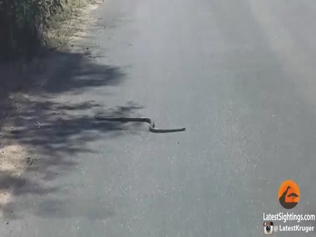 Snake Tries and Fails to Cross a Paved Road