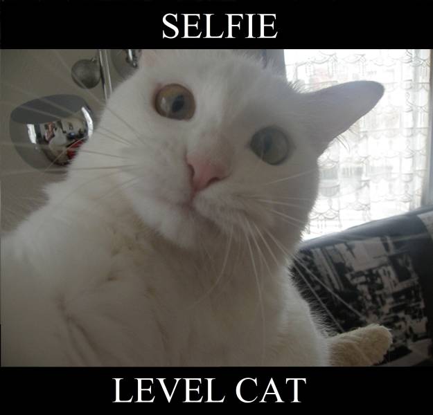 Selfie Cat