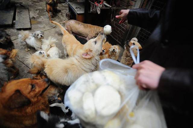 Chinese Woman Rescues Dogs from Being Eaten During the Summer Solstice Festival
