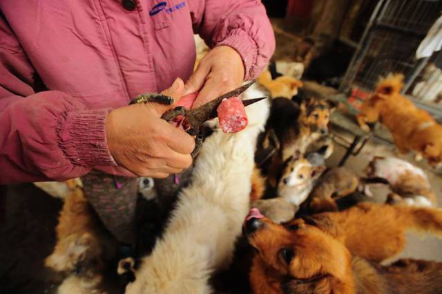 Chinese Woman Rescues Dogs from Being Eaten During the Summer Solstice Festival
