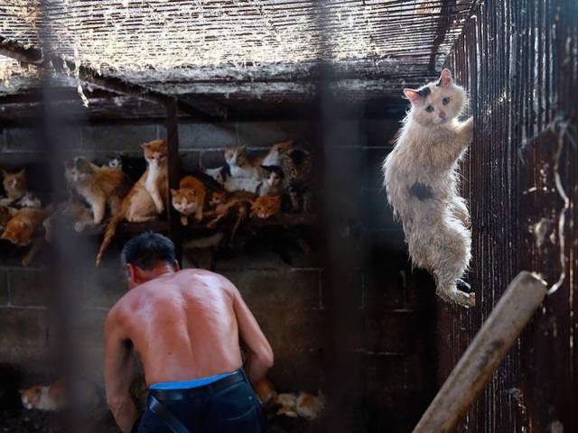 Chinese Woman Rescues Dogs from Being Eaten During the Summer Solstice Festival