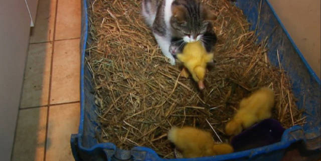 Abandoned Baby Ducklings Get a New Cat Family