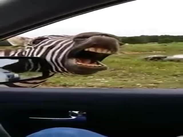 The Wild Zebra That Literally Sings for Snacks