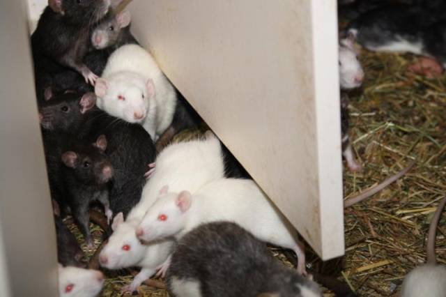 An Apartment That Is Home to 300 Rats
