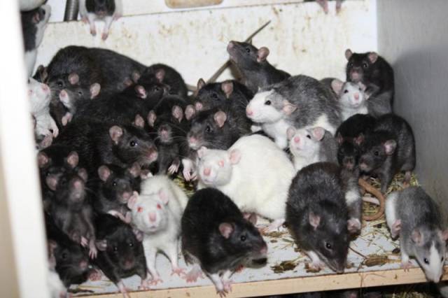 An Apartment That Is Home to 300 Rats