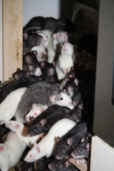 An Apartment That Is Home to 300 Rats