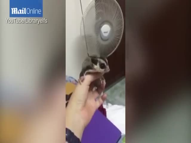 This Flying Squirrel Is the Perfect Match for a Fan