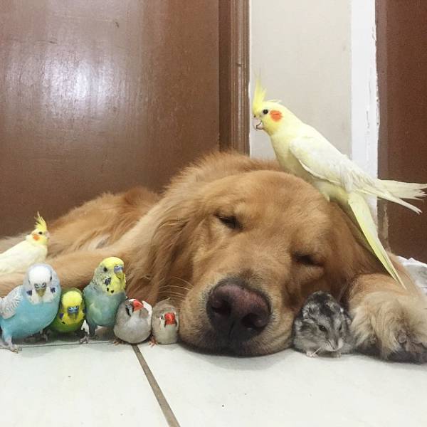An Strange and Unlikely Group of Animal Friends