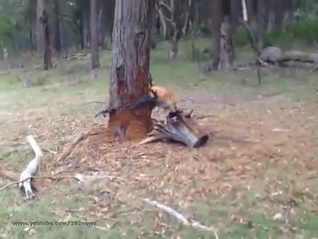 Trapped Deer Gets a Friendly Helping Hand