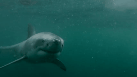 Shark GIFs That Show the Scary Sea Creatures in All Their Glory (16