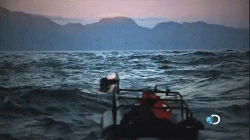 Shark GIFs That Show the Scary Sea Creatures in All Their Glory