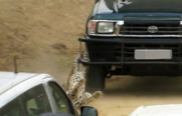 African Safari Guide Gets Attacked by a Leopard