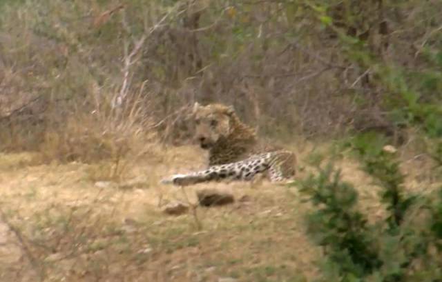 African Safari Guide Gets Attacked by a Leopard