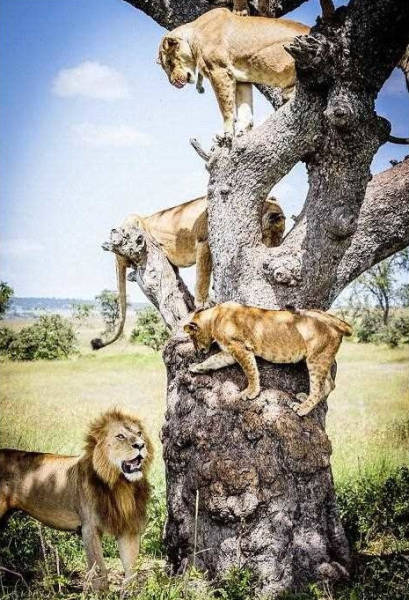Lions Find a Comfy Spot to Escape the Flies Down Below