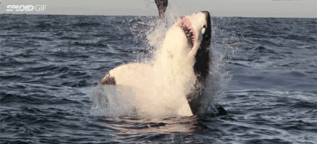 Shark GIFs That Show the Scary Sea Creatures in All Their Glory