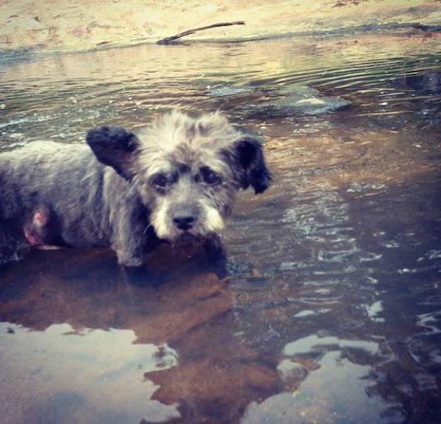 Sweet Lady Turns Dying Dog’s Days into the Best of His Life