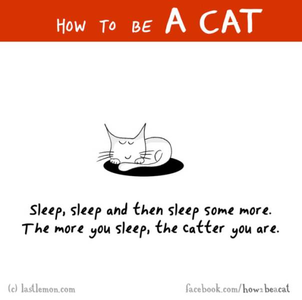 A Cute Illustrated Guide on How to Be a Cat