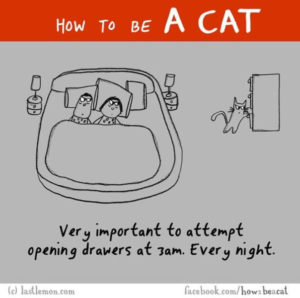 A Cute Illustrated Guide on How to Be a Cat