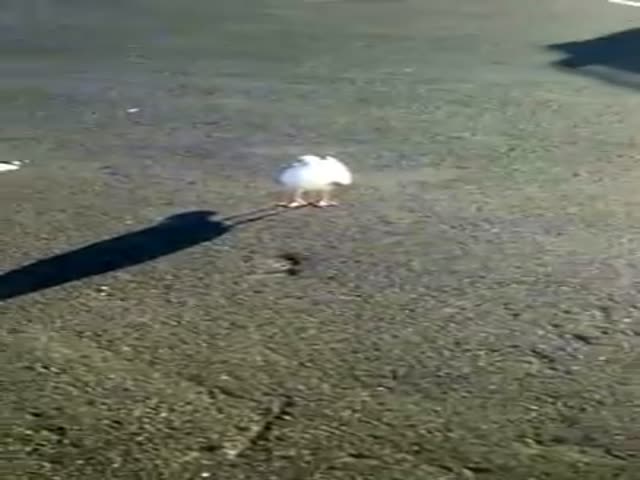 Welsh Dude Teaches a Seagull to Tap Dance for Food
