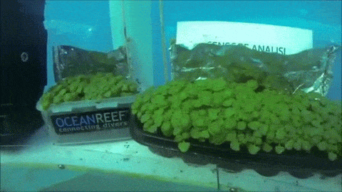 Underwater Greenhouses are the Way of the Future