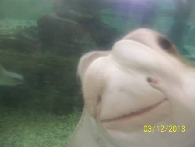 Amusing Aquarium Photos