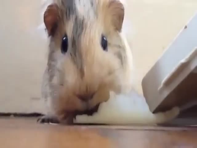 Sneezing Animals are the Cutest