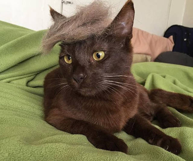 Donald Trump Cats are Taking the Internet by Storm