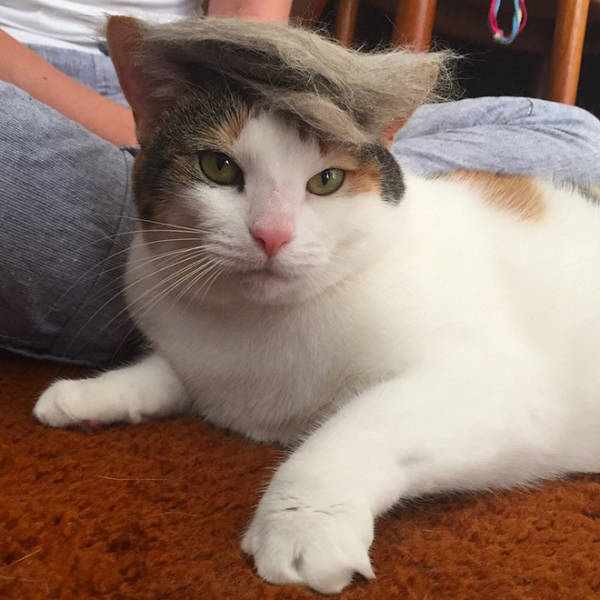 Donald Trump Cats are Taking the Internet by Storm