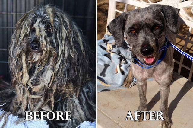 Amazing Before and After Pics of Rescue Dogs