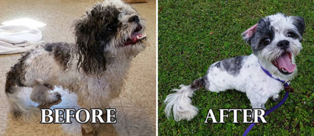 Amazing Before and After Pics of Rescue Dogs